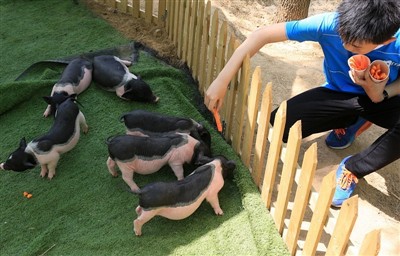 Čo by ste robili, keby morča dostane úpal